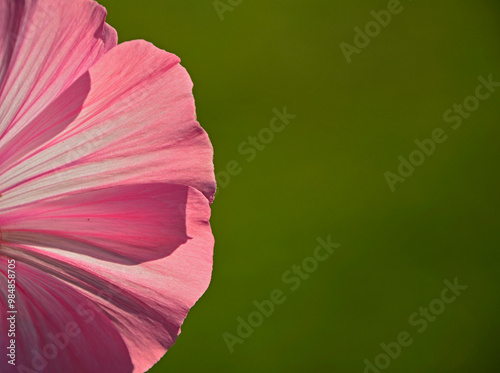 Obraz na płótnie Ślazówka letnia, rózowy kwiat ślazówki na zielonym tle, ślazówka ogrodowa, ślazówka jednoroczna, Lavatera trimestris, pink flowers of annual mallow w salonie