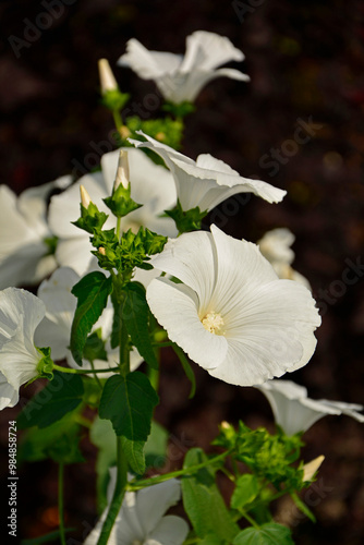 Obraz na płótnie Ślazówka letnia, białe kwiaty ślazówk, ślazówka ogrodowa, ślazówka jednoroczna, Lavatera trimestris, white flowers of annual mallow w salonie