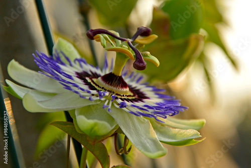 Obraz na płótnie Męczennica błękitna, Passiflora caerulea, blue passionflower, bluecrown passionflower, common passion flower, blue passionflower close up w salonie