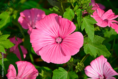 Obraz na płótnie Ślazówka letnia, rózowe kwiaty ślazówki, ślazówka ogrodowa, ślazówka jednoroczna, Lavatera trimestris, pink flowers of annual mallow w salonie