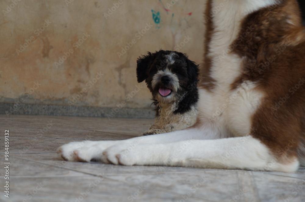 Beautiful happy gray and brown dogs.
