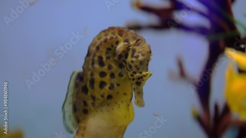 Vibrant 4K closeup of yellow seahorse, showcasing intricate details. Perfect for marine life documentaries and aquarium promotions photo