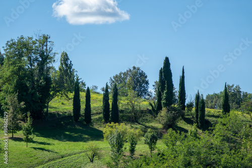 landscape with trees and sky