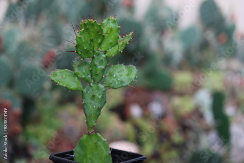 Opuncja brazylijska Brasiliopuntia kaktus opuncja kwiat żółty photo