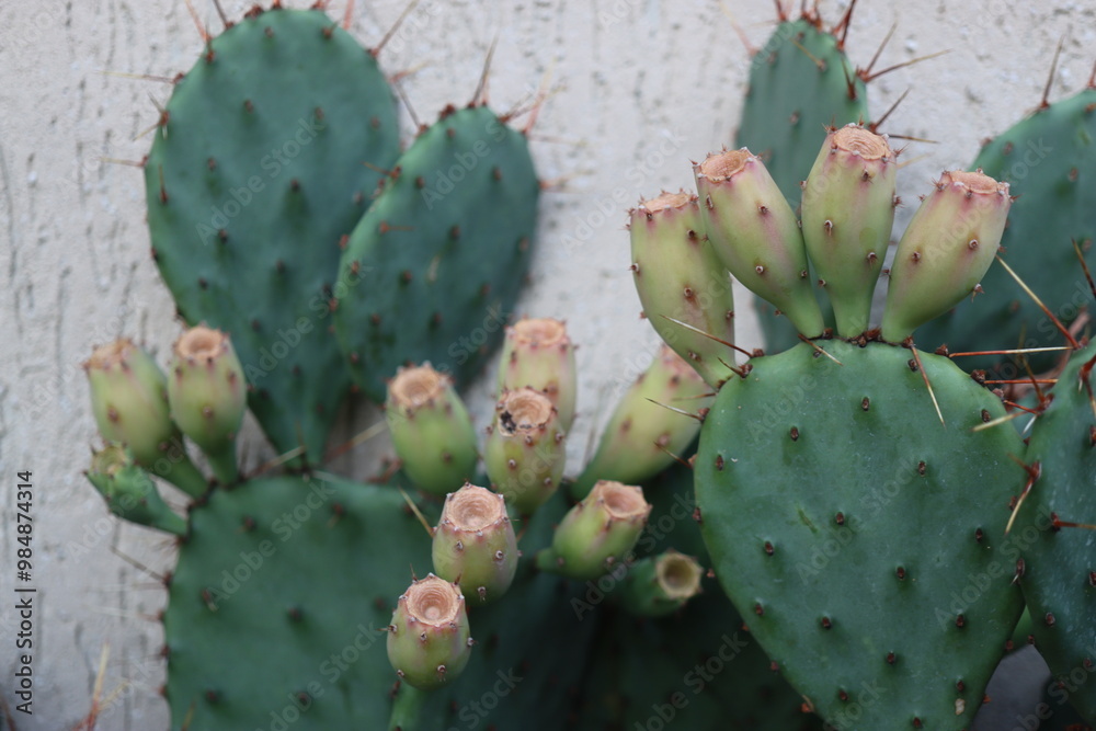 kaktus opuntia macrorhiza kwiat żółty owoc kaktus opuntia macrorhiza kwiat żółty owoc