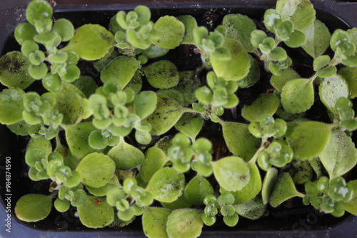 mięta domowa oregano kubańskie Plectranthus montanus photo