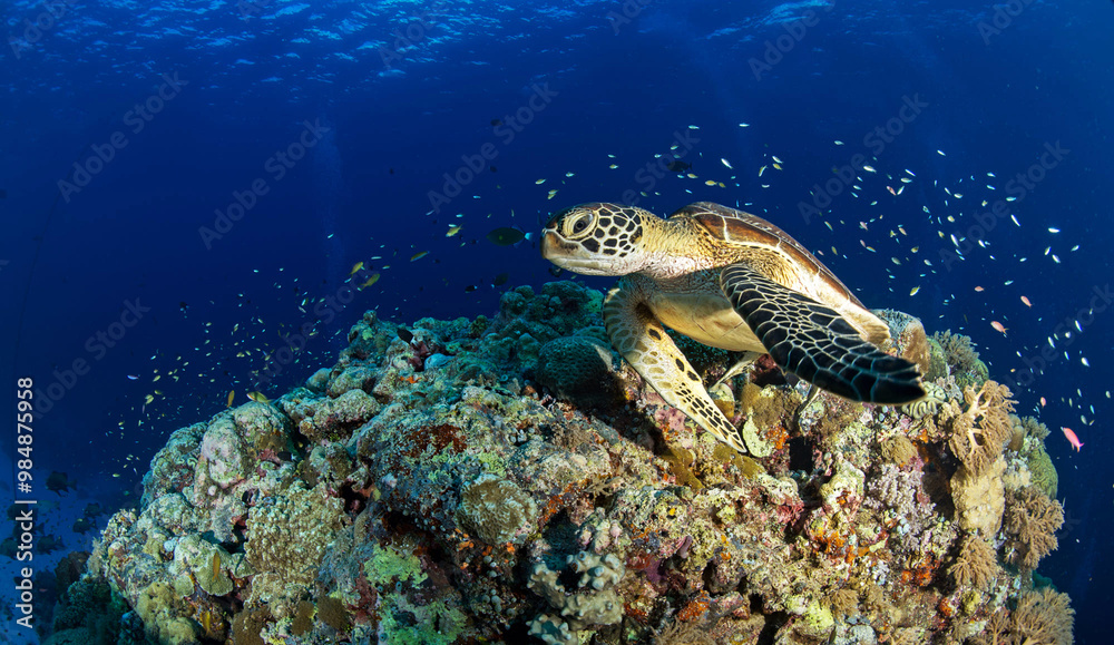 Fototapeta premium Underwater Maldives