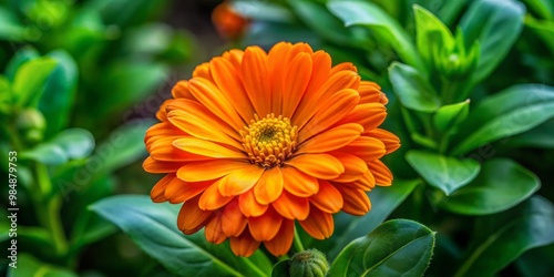 Close-Up of a Vibrant Orang...