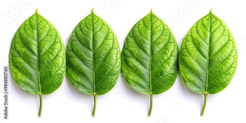 Four Green Leaves Arranged ...