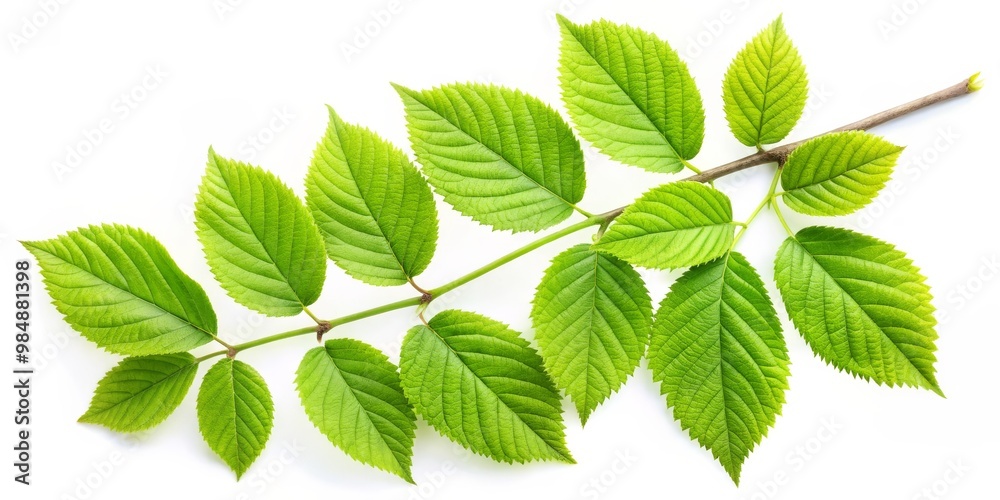 Green Leaves Branch Isolated on White Background, leaf, branch, nature, green Green Leaves Branch Isolated on White Background, leaf, branch, nature, green