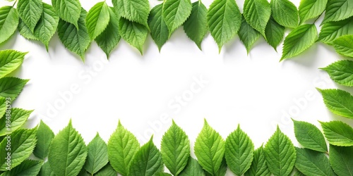 Green Leaf Frame on White B...