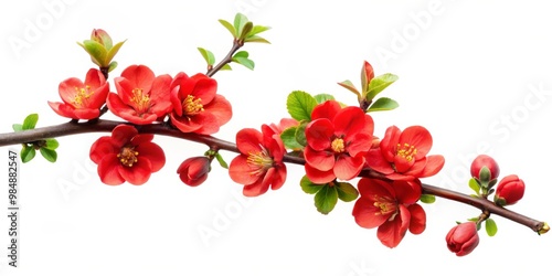 Wallpaper Mural Quince Branch with Red Blooms, White Background, Closeup, Spring Flowers, Floral, Blossom, Nature Torontodigital.ca