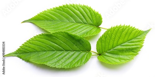 Three Vibrant Green Leaves ...