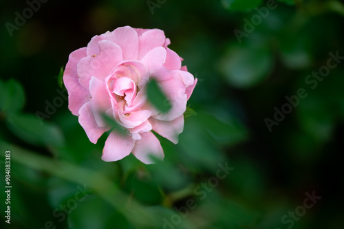 pink rose in garden