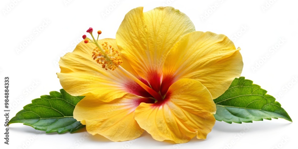 Yellow Hibiscus Flower with Green Leaves, Isolated on White Background, Macro Photography, Hibiscus, Flower, Macro Yellow Hibiscus Flower with Green Leaves, Isolated on White Background, Macro Photography, Hibiscus, Flower, Macro