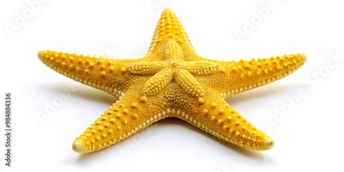 Yellow Starfish on White Ba...
