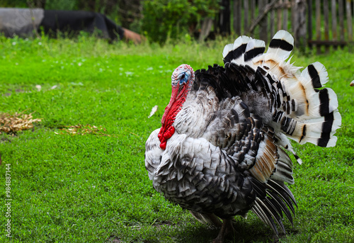 Turkey on the farm. Male turkeys display feathers to protect and attract females. Eco-farm food, world food crisis.