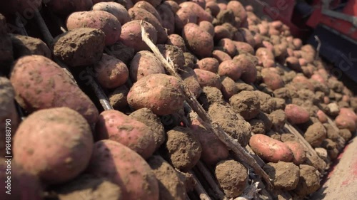 Rote Kartoffeln werden bei der Ernte Aussortiert photo