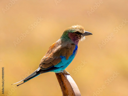 A fork-tailed roller (Coracias caudatus) also called green-crowned roller or fork-tailed roller on a piece of wood in the Serengeti National Park. photo