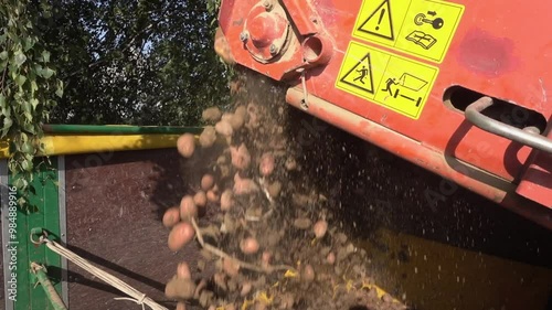 Rote Kartoffeln Laura laufen durch die Erntemaschine im Herbst photo