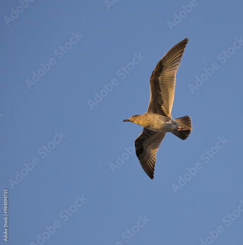 Flying seagull in blue sky