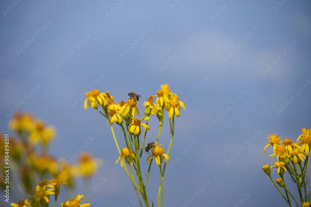 Bee on yellow flowers with blue sky background Bee on yellow flowers with blue sky background