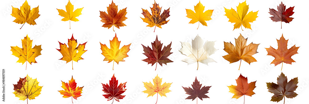 Collection set of yellow orange red maroon autumn fall maple leaf leaves on withe background cutout. Many different desig