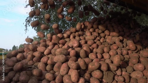 Rote Kartoffeln verladen überladewagen