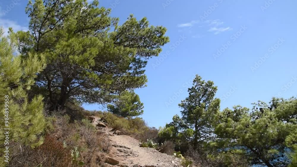 Beautiful seascape with pine trees and coast track (Mediterranean sea, France) Beautiful seascape with pine trees and coast track (Mediterranean sea, France)