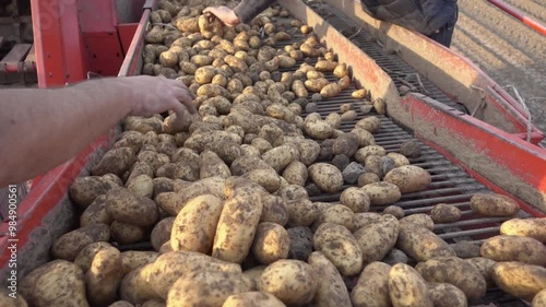 Mann sortiert festkochende Kartoffeln während der Ernte auf einem Kartoffelroder mit der Hand photo