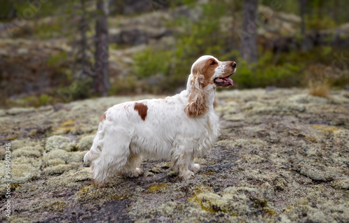 Portrait of an English Cocker Spaniel. The color is orange roan. The dog stands on a rocky plateau and looks into the distance. Summer. Wildlife.