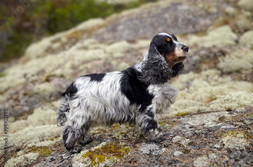 Portrait of a purebred English Cocker Spaniel. The dog stands on a rocky ledge and looks into the distance. Female. Age 9 years. Color blue-roan. The background is blurred.