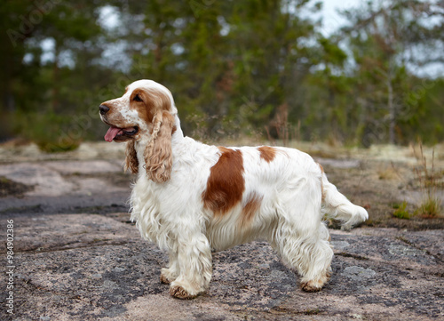 Portrait of an English Cocker Spaniel. The color is orange roan. The dog stands on a rocky plateau and looks into the distance. Summer. Wildlife.