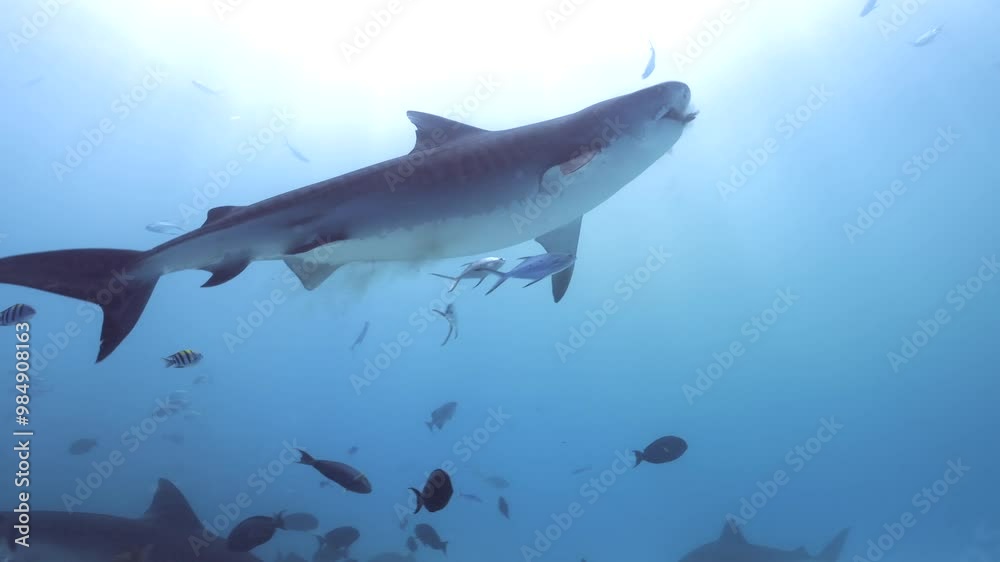 Tiger Shark Fuvahmulah Tiger Shark Fuvahmulah
