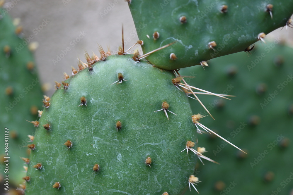 kaktus opuntia humifusa kwiat żółty kaktus opuntia humifusa kwiat żółty