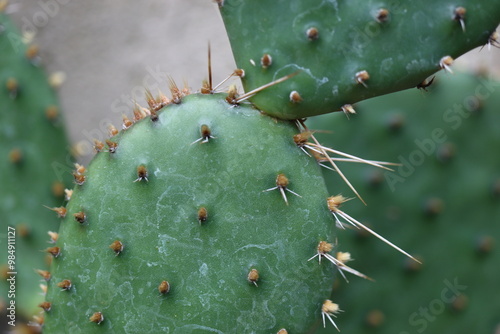 kaktus opuntia humifusa kwiat żółty