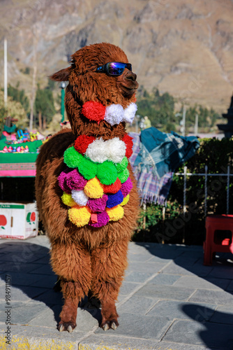 Alpaca Fashion in Maca near the Colca Valley in Arequipa, Peru