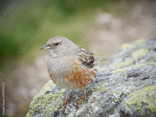 Płochacz halny, Prunella collaris - Tatrzański Park Narodowy - Tatry  photo