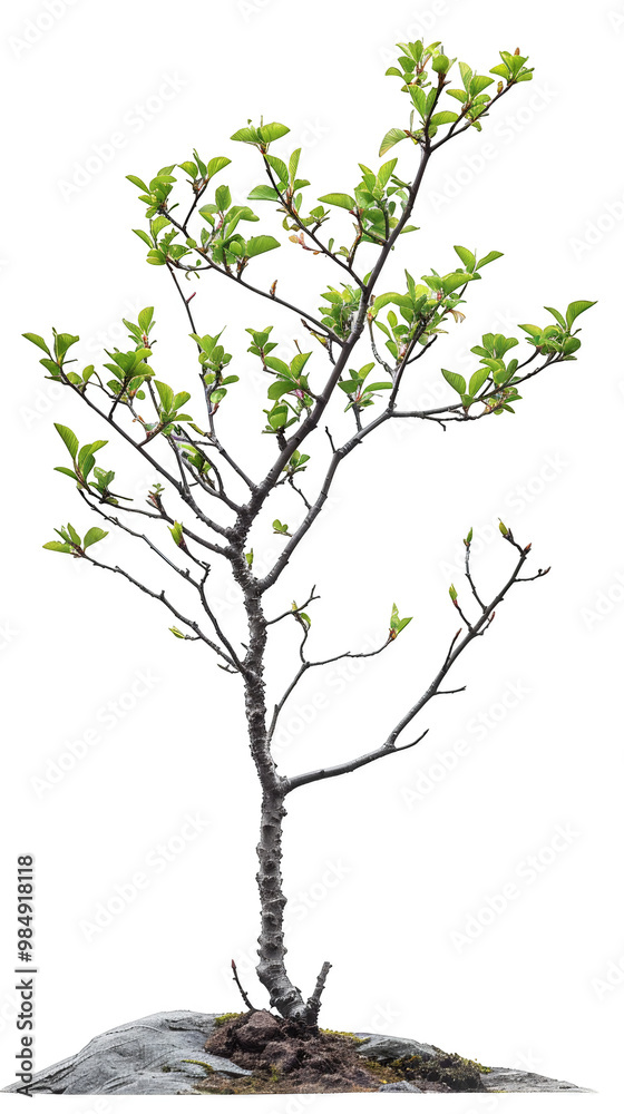 A small tree with green leaves growing on a rock against a white background. A small tree with green leaves growing on a rock against a white background.