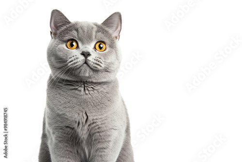 A British Shorthair cat with light gray fur and yellow eyes