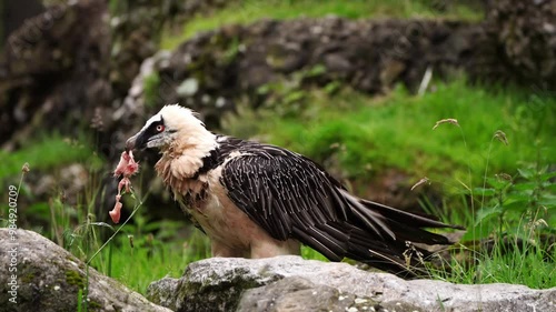 Hawk Gypactus barbatus Eagle feeds prey meat alpine summer wildlife