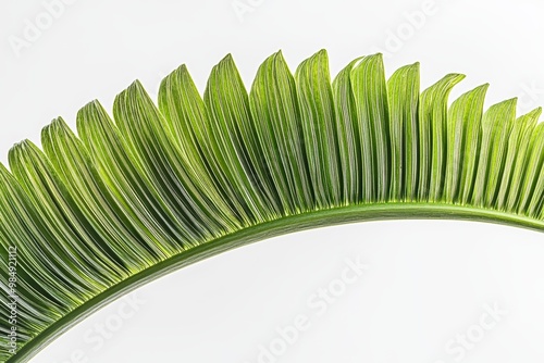 A detailed view of a green palm leaf highlights its unique shapes and textures, emphasizing the beauty of nature's design