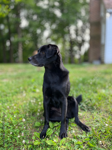Wallpaper Mural black dog on grass Torontodigital.ca