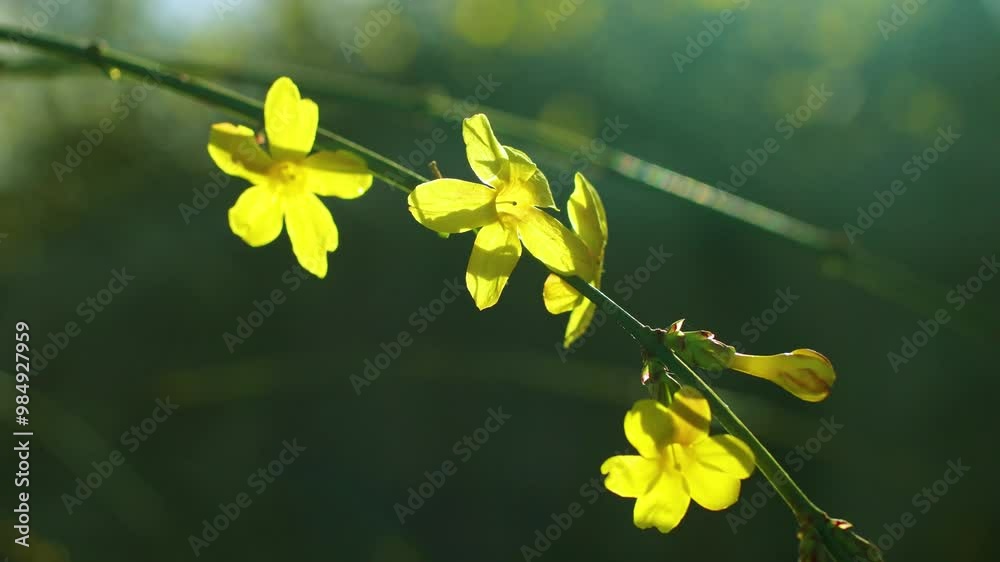 Yellow jasmine flowers in spring backlight heal and warm real shot Yellow jasmine flowers in spring backlight heal and warm real shot