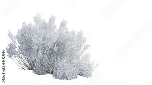 A close-up of a snowy bush isolated on a white background. The bush is covered in frost, making it look like it's been sprinkled with sugar.