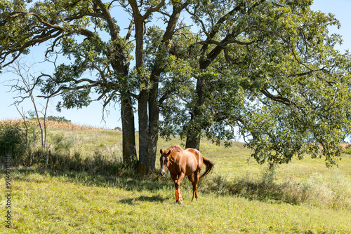 A chestnut horse walking toward the camera in a pasture with large trees. 