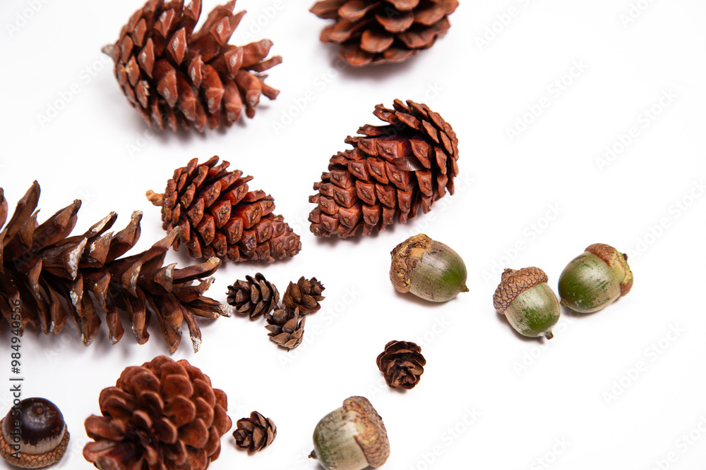 flat lay of scattered pinecones and acorns against a white background flat lay of scattered pinecones and acorns against a white background