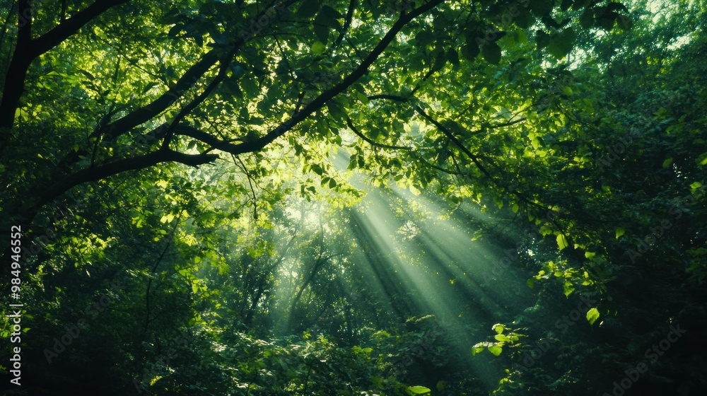 Sunlight Beams Through Lush Green Forest Canopy Sunlight Beams Through Lush Green Forest Canopy
