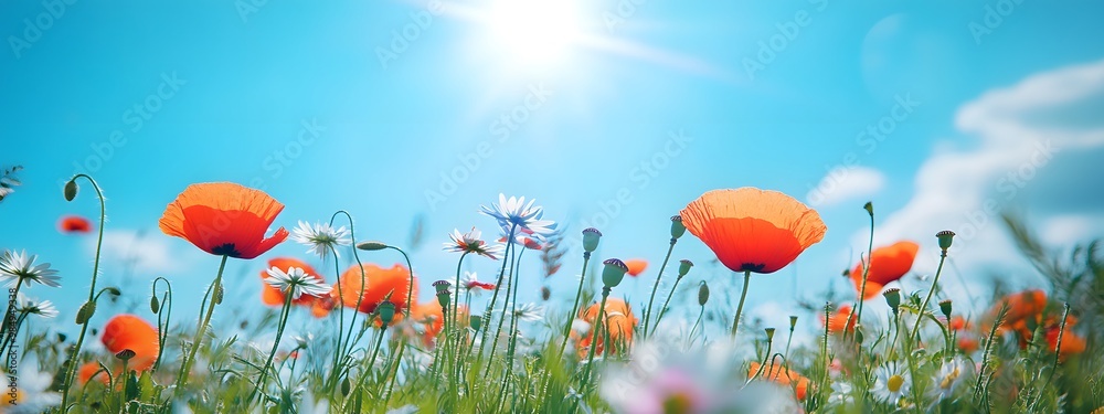 Obraz premium In the foreground, various wildflowers bloom in an open field under the bright sunshine. The sky is blue with white clouds, and there's some lens flare.
