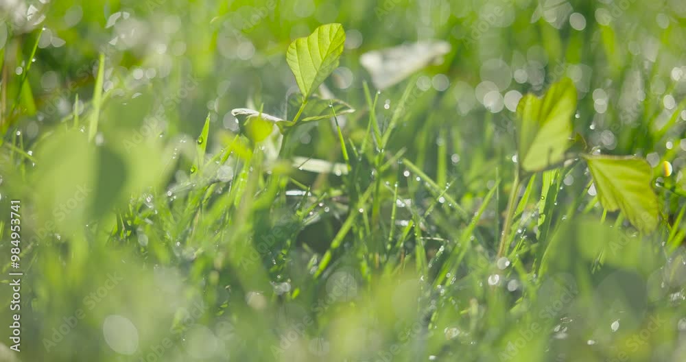 Green grass background bokeh blurred background garden slide dolly Green grass background bokeh blurred background garden slide dolly
